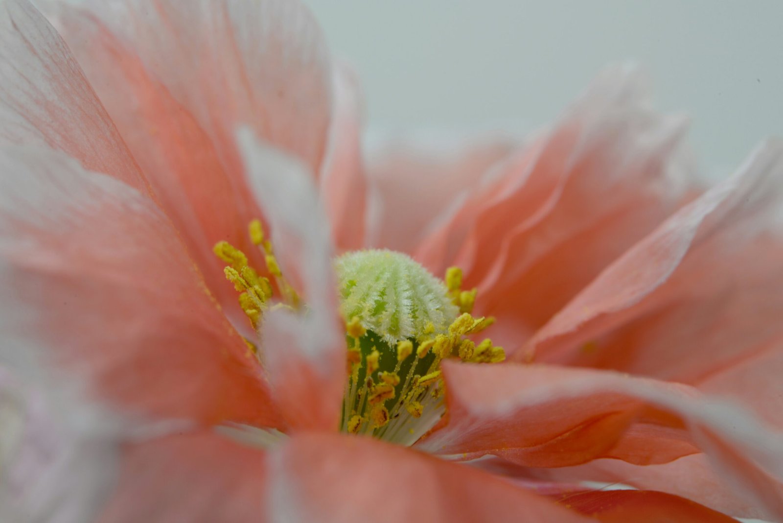 a close up of a flower